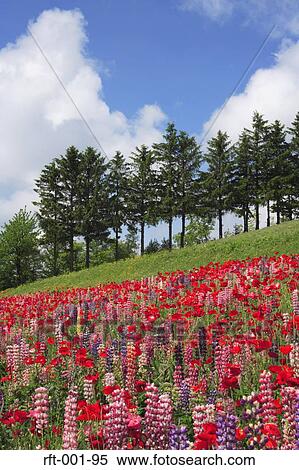 Flowers View Large Photo Image Stock Photography - Flowers. Fotosearch
