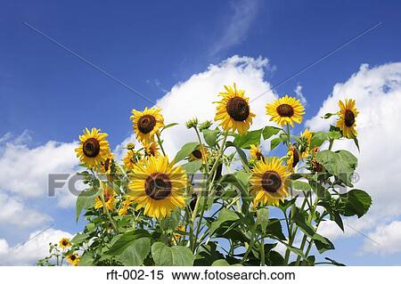Stock Photography - Flowers. Fotosearch