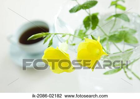 Flowers with leaves in a vase View Large Photo Image Stock Image - Flowers with leaves in a vase. Fotosearch