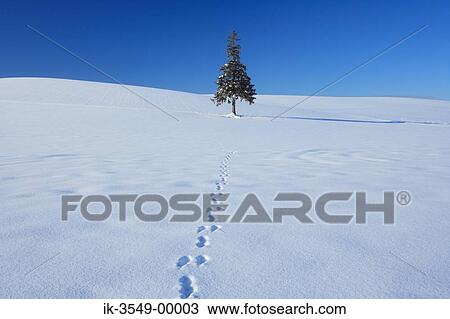 Stock Image - Footmarks leading to tree in a snowfield. Fotosearch