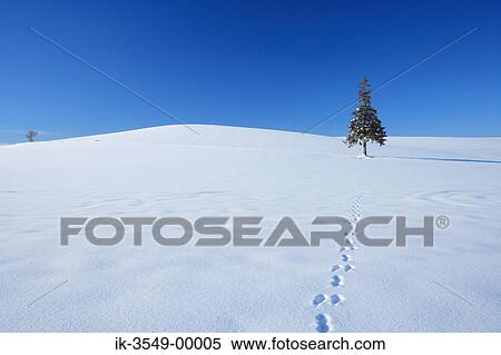 Stock Photography - Footmarks leading to tree in a snowfield. Fotosearch