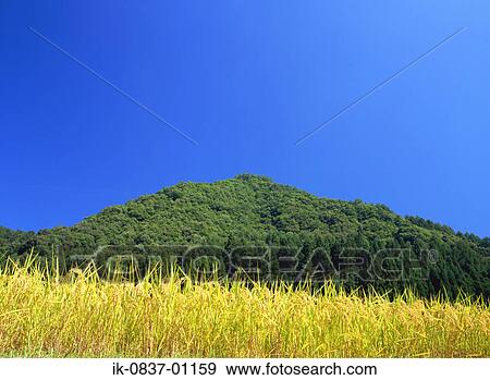 Forest against blue sky View Large Photo Image Stock Photo - Forest against blue sky. Fotosearch
