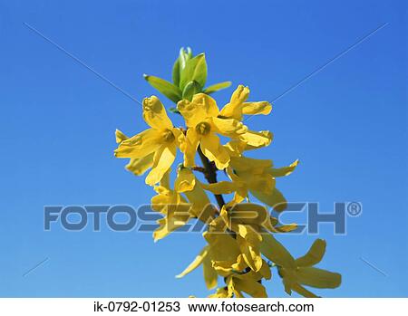 Forsythia Flowers Blooming against Blue Sky View Large Photo Image Stock Image - Forsythia Flowers Blooming against Blue Sky. Fotosearch
