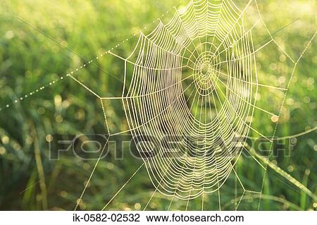 Stock Image - Fragile Cobweb in Field. Fotosearch