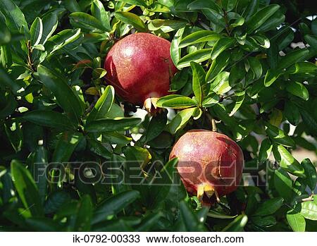 Stock Image - Fresh and Ripe Pomegranate on Tree. Fotosearch