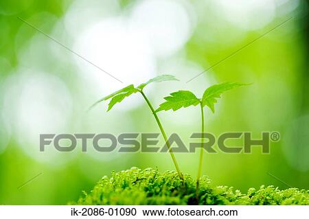 Stock Image - Fresh Green Bud Germinatingg . Fotosearch