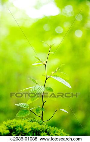 Fresh Green Bud Germinatingg View Large Photo Image Stock Photo - Fresh Green Bud Germinatingg. Fotosearch
