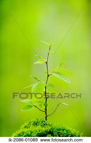 Fresh Green Bud Germinatingg View Large Photo Image Stock Photo - Fresh Green Bud Germinatingg . Fotosearch