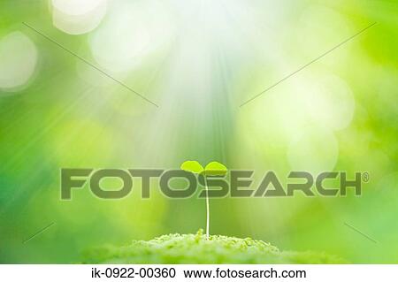 Fresh Green Bud View Large Photo Image Stock Image - Fresh Green Bud. Fotosearch