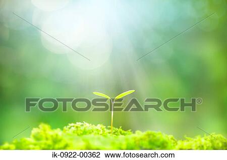 Fresh Green Bud View Large Photo Image Stock Image - Fresh Green Bud. Fotosearch