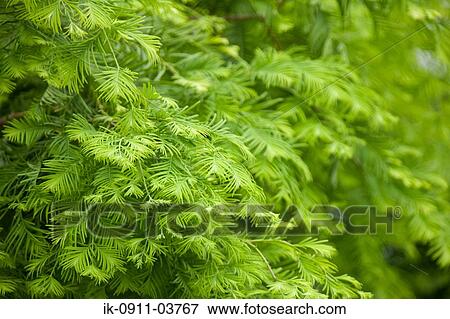 Fresh green leaves of plants in abundance View Large Photo Image Stock Photo - Fresh green leaves of plants in abundance. Fotosearch