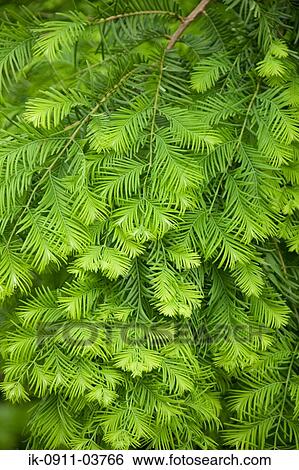 Fresh green leaves of plants in abundance View Large Photo Image Stock Photograph - Fresh green leaves of plants in abundance. Fotosearch