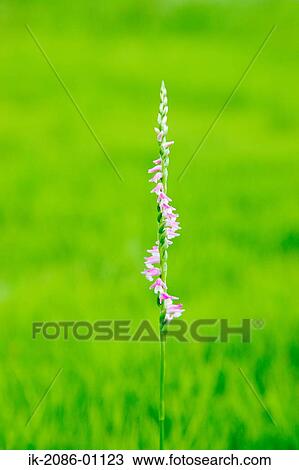 Fresh Green Leaves View Large Photo Image Stock Image - Fresh Green Leaves. Fotosearch