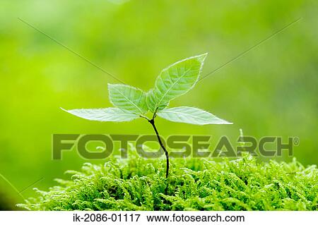 Fresh Green Leaves View Large Photo Image Stock Photo - Fresh Green Leaves. Fotosearch