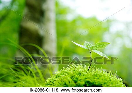Fresh Green Leaves View Large Photo Image Stock Photo - Fresh Green Leaves. Fotosearch