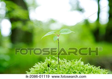 Fresh Green Leaves View Large Photo Image Stock Photo - Fresh Green Leaves. Fotosearch