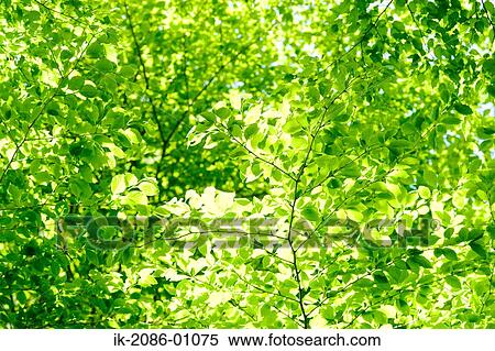 Fresh Green Leaves View Large Photo Image Stock Photography - Fresh Green Leaves. Fotosearch