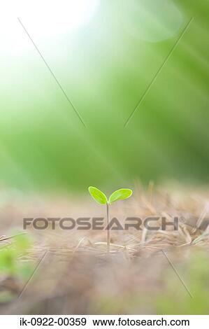 Fresh Green Sprout Growing View Large Photo Image Stock Photo - Fresh Green Sprout Growing. Fotosearch