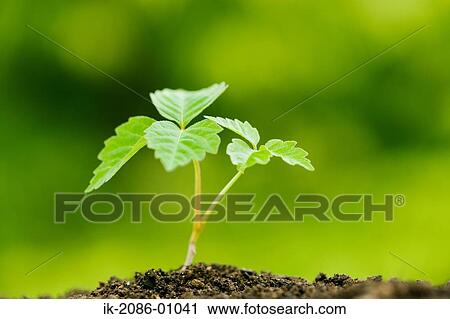 Fresh Green Sprouts View Large Photo Image Stock Image - Fresh Green Sprouts. Fotosearch