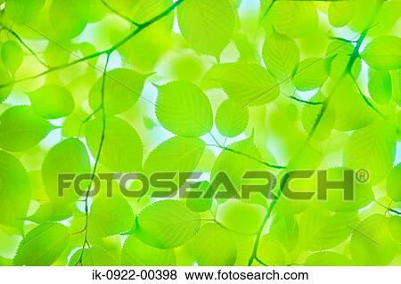 Stock Photo - Fresh Yellowish Green Leaf. Fotosearch