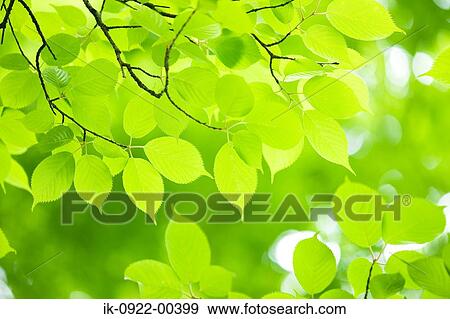 Stock Photo - Fresh Yellowish Green Leaf. Fotosearch
