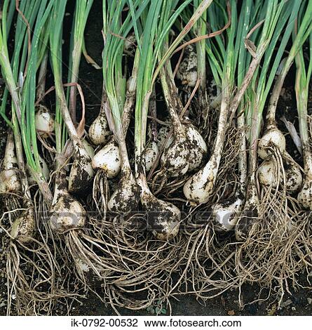 Freshly Picked Shallots From Soil View Large Photo Image Stock Image - Freshly Picked Shallots From Soil. Fotosearch