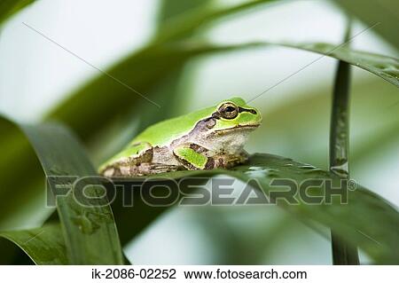 Frog sitting on leaf View Large Photo Image Stock Image - Frog sitting on leaf. Fotosearch