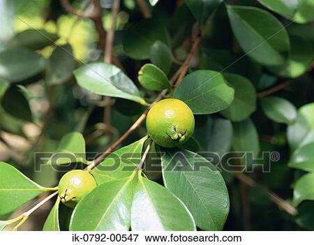 Fruit Growing on Tree View Large Photo Image Stock Photo - Fruit Growing on Tree. Fotosearch