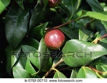 Stock Image - Fruit Hanging on Camellia Tree. Fotosearch