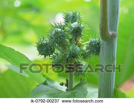 Fruit of Castor Oil Plant View Large Photo Image Stock Photo - Fruit of Castor Oil Plant. Fotosearch
