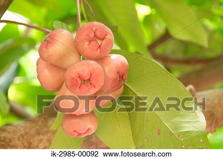 Fruit Tree at Japan, Okinawa Prefecture View Large Photo Image Stock Image - Fruit Tree at Japan, Okinawa Prefecture. Fotosearch