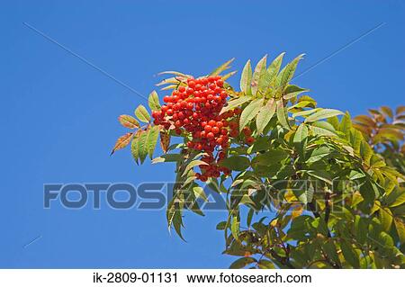 Fruits Growing on Checker Tree against Blue Sky View Large Photo Image Stock Image - Fruits Growing on Checker Tree against Blue Sky. Fotosearch