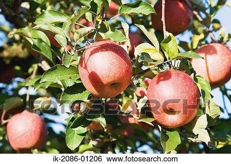 Fuji Apples Growing on Tree View Large Photo Image Stock Photograph - Fuji Apples Growing on Tree. Fotosearch