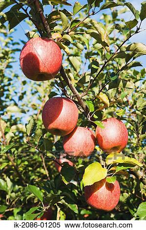 Stock Photography - Fuji Apples Growing on Tree. Fotosearch