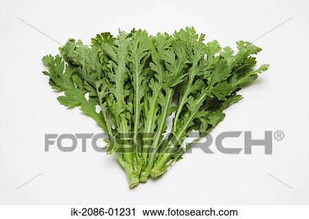 Stock Image - Garland Chrysanthemum on White Background. Fotosearch
