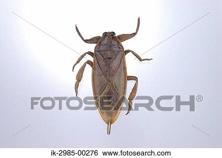 Stock Photograph - Giant Water Bug. Fotosearch