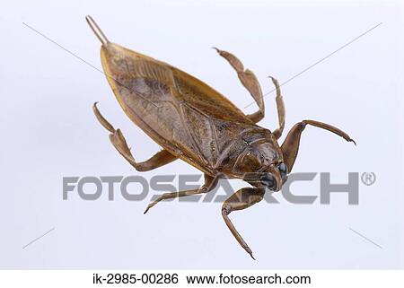Stock Photograph - Giant Water Bug. Fotosearch