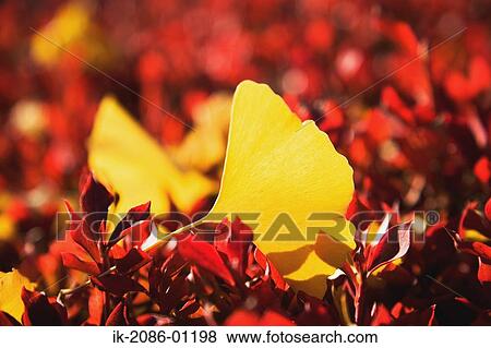 Gingko with Fallen Leaves View Large Photo Image Stock Photo - Gingko with Fallen Leaves. Fotosearch