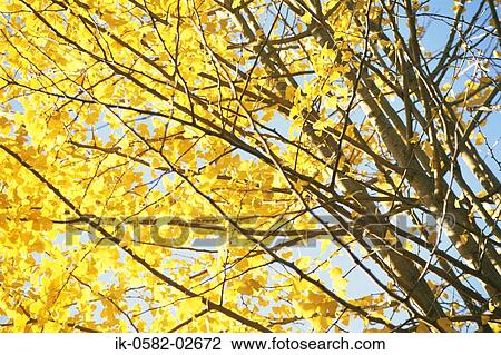 Gingko Yellow Leaves in Autumn View Large Photo Image Stock Image - Gingko Yellow Leaves in Autumn. Fotosearch