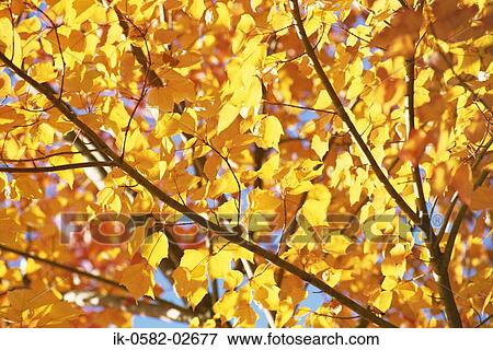 Stock Photo - Gingko Yellow Leaves in Autumn. Fotosearch