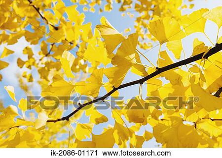 Ginkgo Leaves on Branch View Large Photo Image Stock Image - Ginkgo Leaves on Branch. Fotosearch