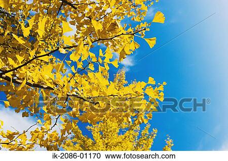 Ginkgo Tree against Blue Sky View Large Photo Image Stock Image - Ginkgo Tree against Blue Sky. Fotosearch