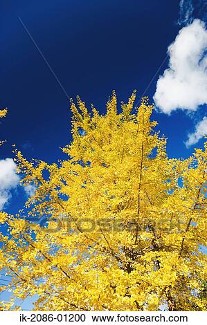 Ginkgo Tree against Blue Sky View Large Photo Image Stock Image - Ginkgo Tree against Blue Sky. Fotosearch