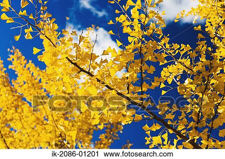 Stock Image - Ginkgo Tree against Blue Sky. Fotosearch