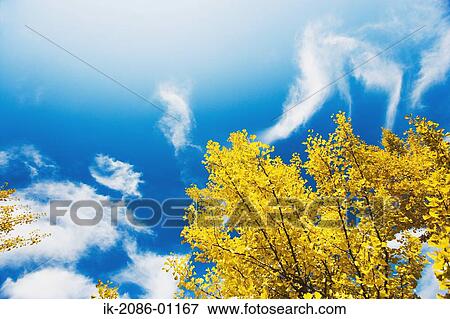 Ginkgo Tree against Blue Sky View Large Photo Image Stock Photo - Ginkgo Tree against Blue Sky. Fotosearch