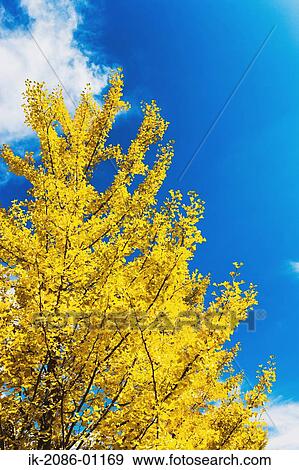 Stock Photo - Ginkgo Tree against Blue Sky. Fotosearch