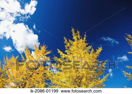 Ginkgo Tree against Blue Sky View Large Photo Image Stock Photo - Ginkgo Tree against Blue Sky. Fotosearch