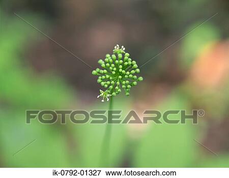 Ginseng Plant Growing with Flowers View Large Photo Image Stock Photo - Ginseng Plant Growing with Flowers. Fotosearch