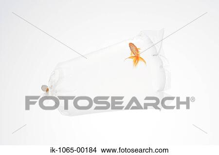 Goldfish View Large Photo Image Picture - Goldfish. Fotosearch