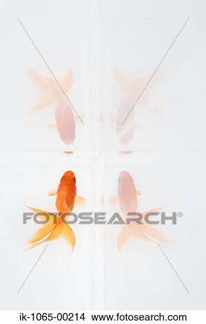 Picture - Goldfish. Fotosearch